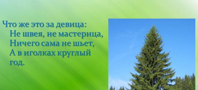 Prezentacija crnogorične šume Rusije za lekciju o okolnom svijetu (pripremna grupa) na temu