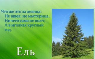 Παρουσίαση κωνοφόρων δάσους της Ρωσίας για ένα μάθημα σχετικά με τον περιβάλλοντα κόσμο (προπαρασκευαστική ομάδα) με θέμα