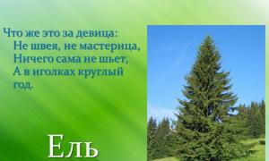عرض الغابة الصنوبرية في روسيا لدرس عن العالم المحيط (المجموعة التحضيرية) حول هذا الموضوع