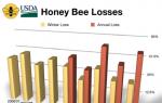 Moartea în masă a albinelor și cauzele sale Motivele sunt aceleași - utilizarea necontrolată a pesticidelor