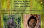 시니어 그룹 '야생동물' 어린이를 위한 발표 중간그룹 야생동물 주제 발표