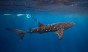 أسرار أعماق المحيط: اتصالات الحيتانيات