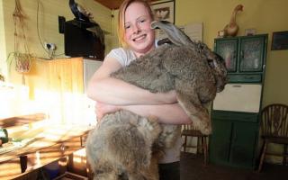 تعليمات تربية الأرانب في المنزل للمبتدئين